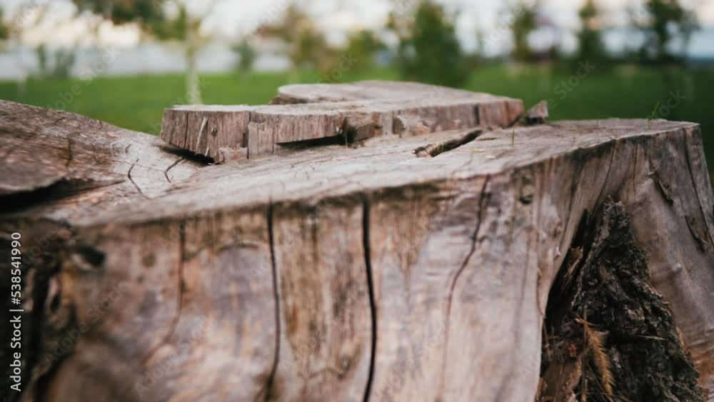 a stump in the middle of a meadow of green grass. natural wood podium in natural green background for empty show for packaging product presentation. Background for products, scene with textured wood. 