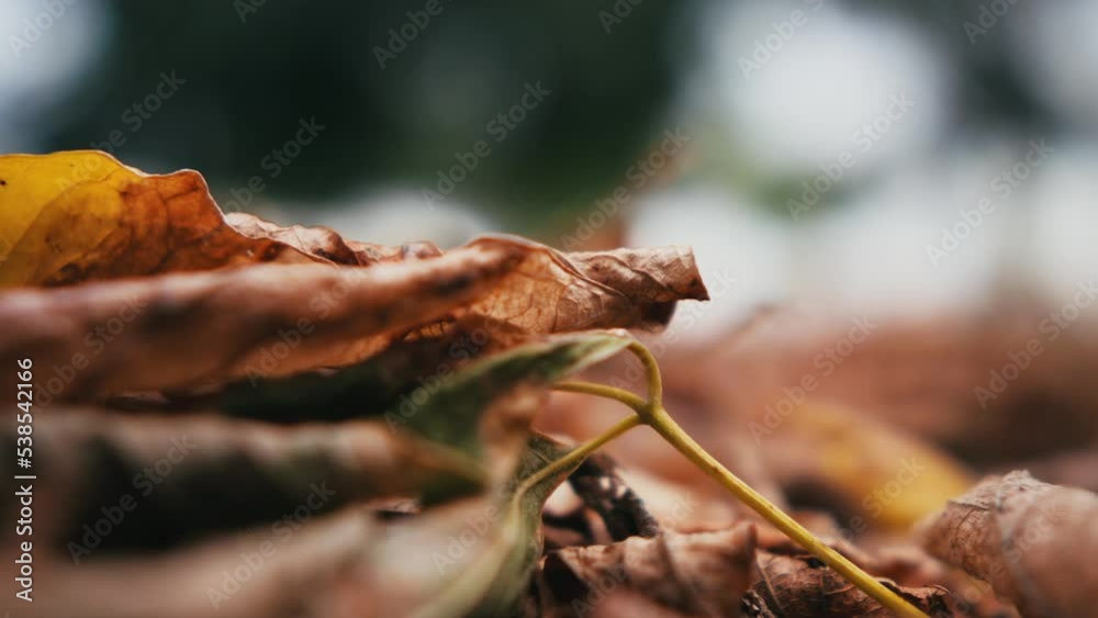 yellow autumn leaves on green grass in the rays of the sun sway in the wind. autumn landscape. yellow leaves in autumn. yellow leaves close up. the sun's rays fall on the autumn leaves. yellow autumn leaves on green grass in the rays of the sun sway in the wind. autumn landscape. yellow leaves in autumn. yellow leaves close up. the sun's rays fall on the autumn leaves.