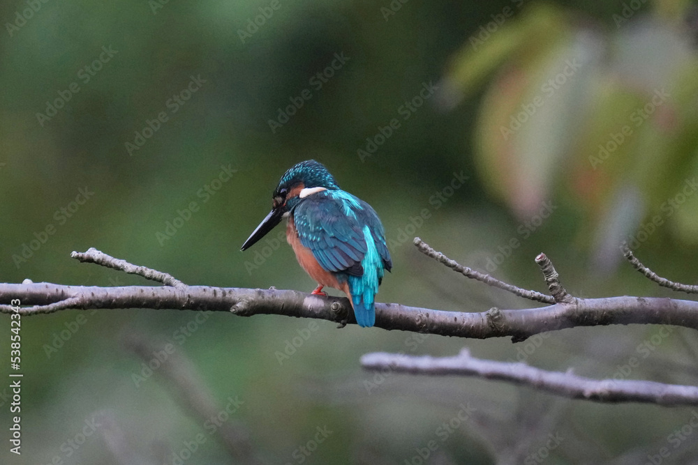 kingfisher in a forest