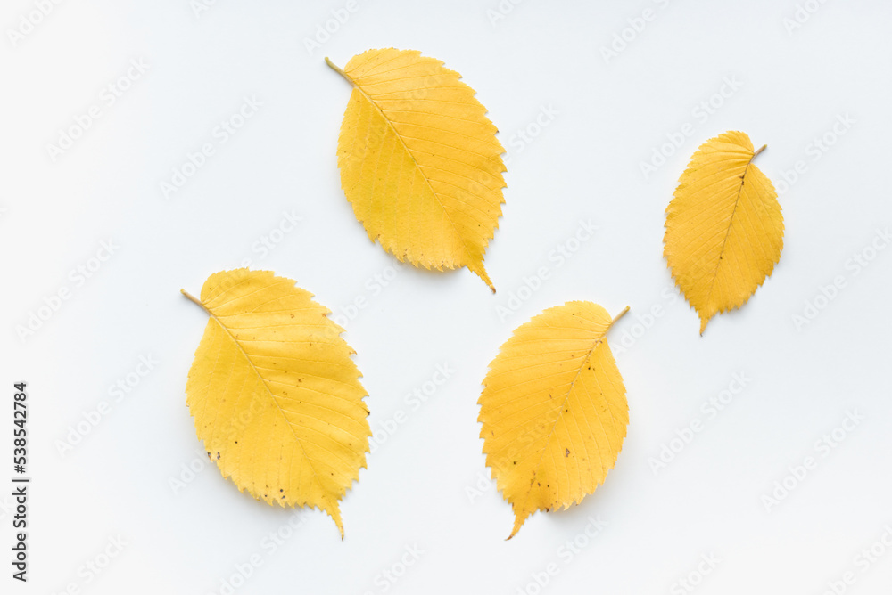 Yellow alder leaves on a white background. Yellow leaves on a white background.