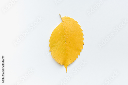 Yellow alder leaves on a white background. Yellow leaves on a white background. photo