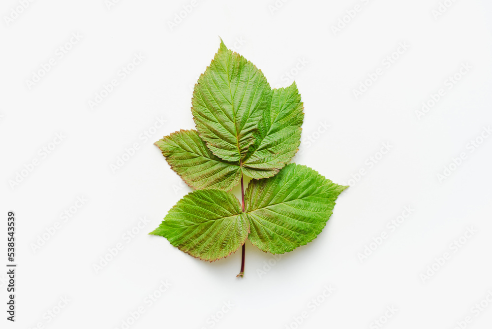 Raspberry leaves on a white background. Green raspberry leaves. Raspberry leaves on a white background. Green raspberry leaves.