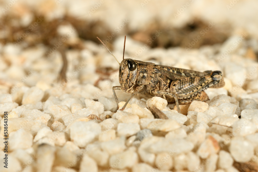Saltamontes (caelíferos) macrofortografia Saltamontes (caelíferos) macrofortografia