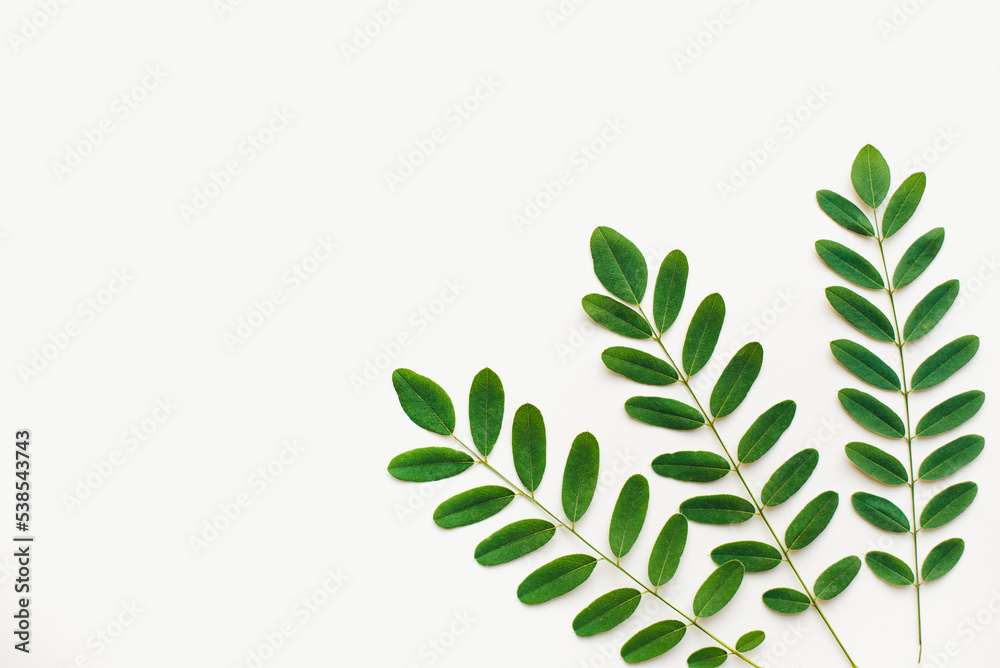 Green leaves on a white background. The texture of the leaves. Green leaves on a white background. The texture of the leaves.
