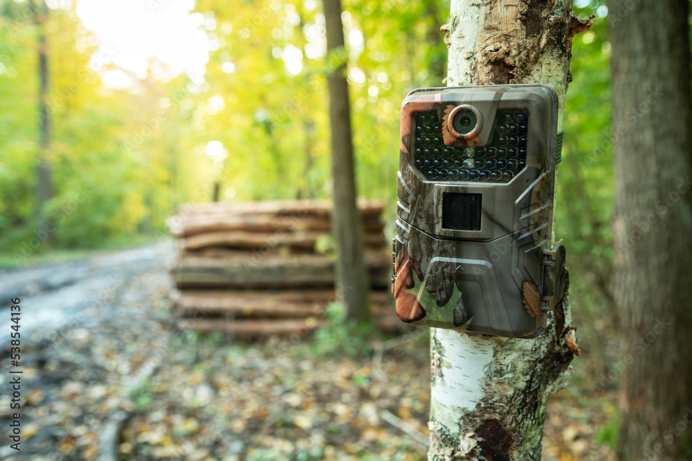 Foto Stock Camera trap mounted on a tree in the forest | Adobe Stock