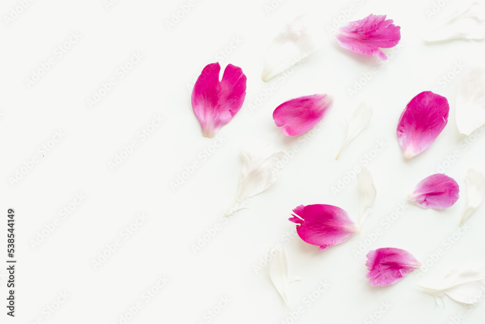 Pink petals on a white background. Pink flowers.