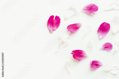 Pink petals on a white background. Pink flowers.