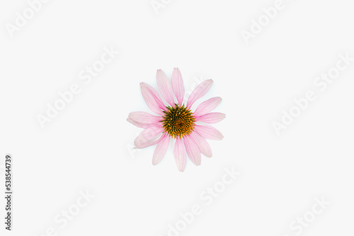 Echinacea flower on a white background. Medicinal plants.