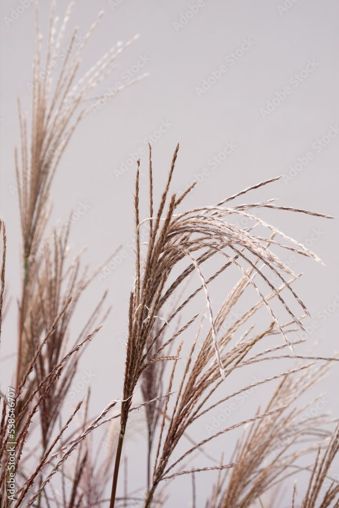 Dry pampas grass on a white background. Modern dry background flower decor. Dry pampas grass on a white background. Modern dry background flower decor.