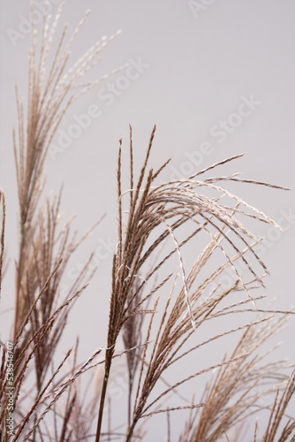 Dry pampas grass on a white background. Modern dry background flower decor.