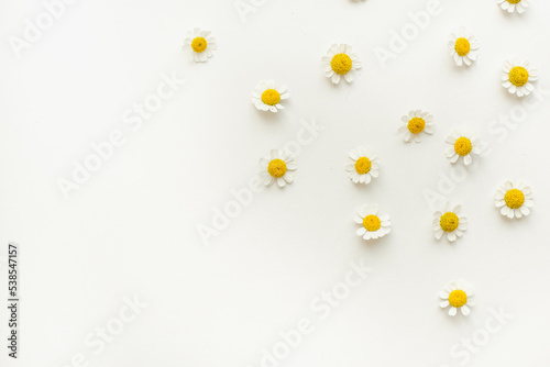 Chamomile flowers on a white background. Medicinal plants.