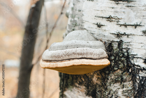 A mushroom on a tree.
