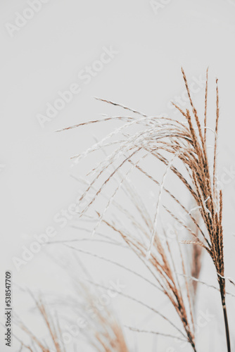 Dry pampas grass on a white background.  Modern dry flower  decor.