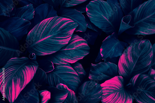 tropical leaf background, neon glow color toned.