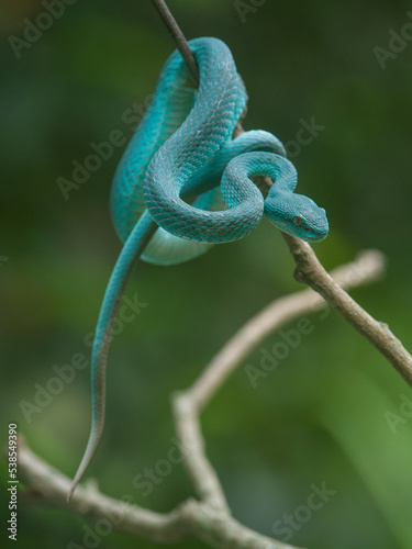Snake on a branch