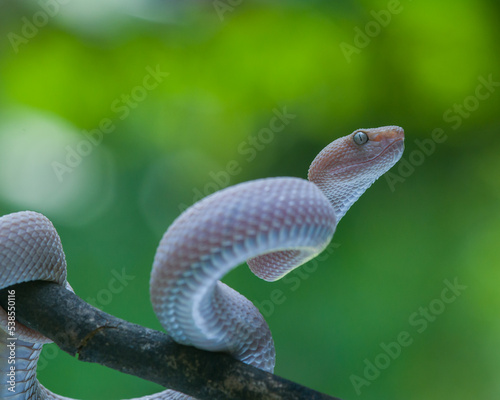 Snake in the tree 
