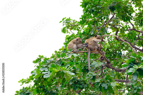 Monkey on the top of a tree in the middle of the forest