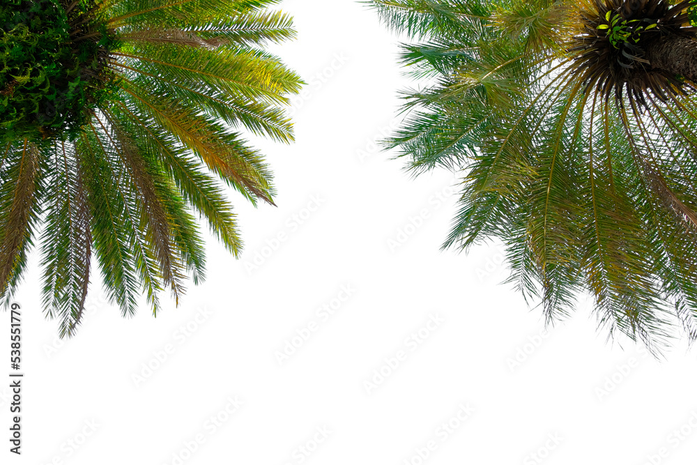 Beautiful palm trees isolated on white background