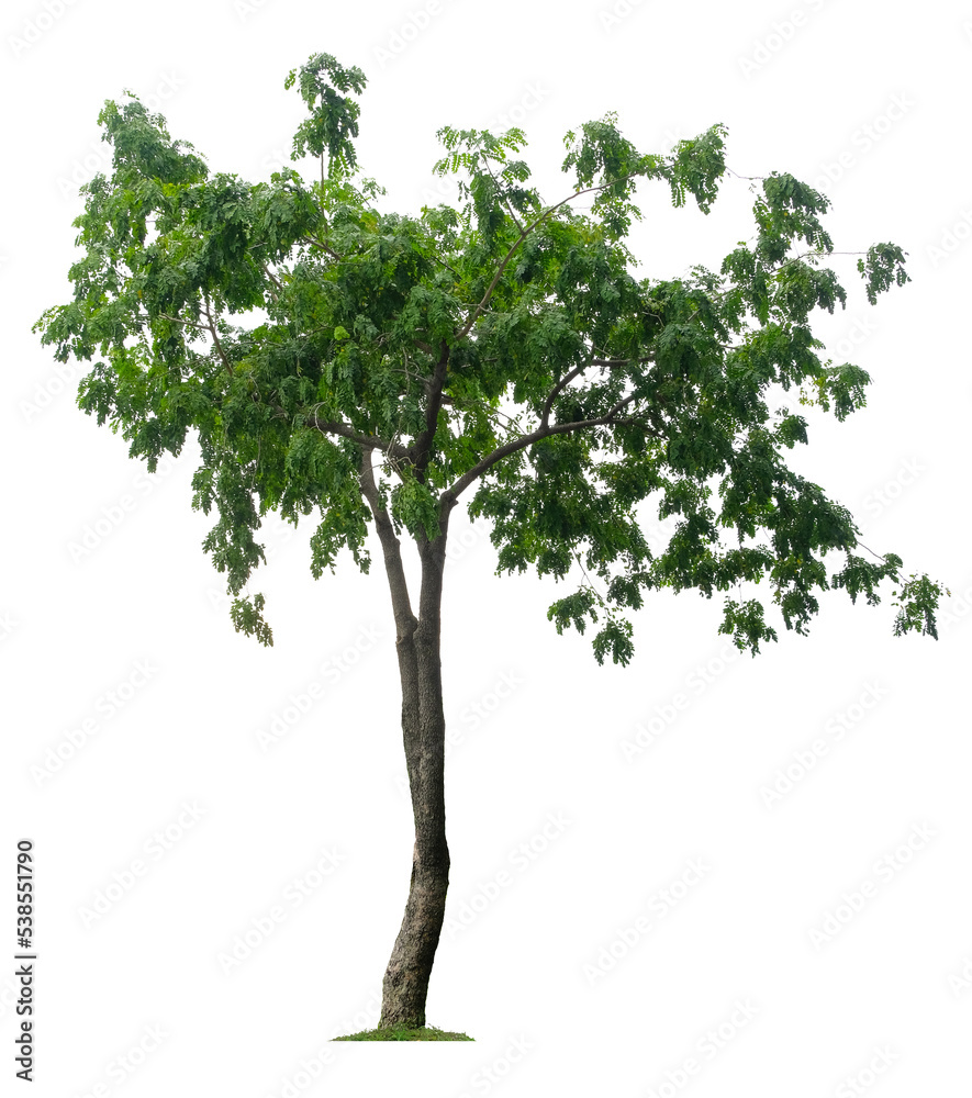 Beautiful tree isolated on white background. Suitable for use in architectural design or Decoration work. Beautiful tree isolated on white background. Suitable for use in architectural design or Decoration work.
