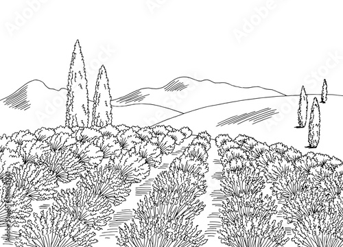 Lavender field flower graphic black white landscape sketch illustration vector 
