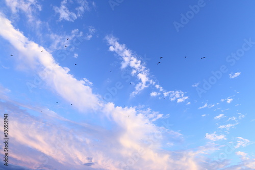 綺麗な空と鳥の群れ