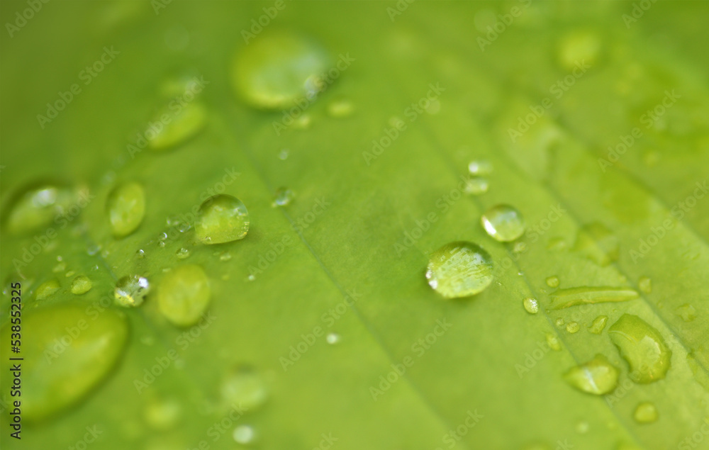 Closeup of green leaf texture with drops of water for nature background Closeup of green leaf texture with drops of water for nature background