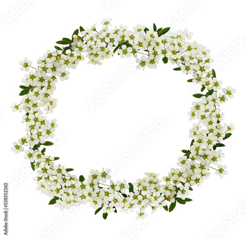 Spring twigs of spiraea flo...