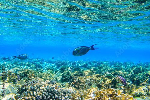 Sohal surgeonfish (Acanthurus sohal) or sohal tang, is a Red Sea endemic. Sohal surgeonfish on coral reef in the Red sea in Ras Mohammed national park. Sinai peninsula in Egypt