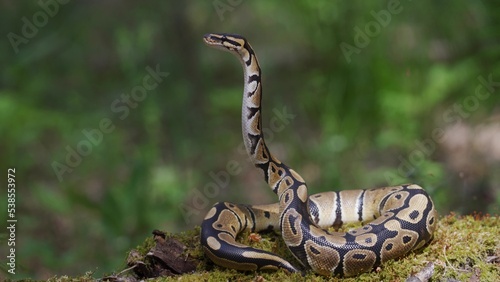 Canvas Print Snake raises its head well off the ground