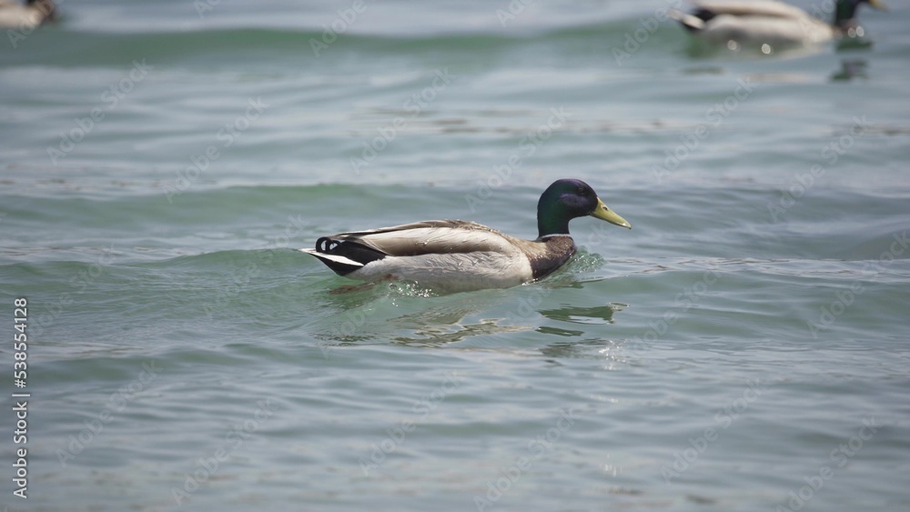 The duck swims quickly on the lake in close-up. The duck swims quickly on the lake in close-up.