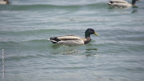 The duck swims quickly on the lake in close-up.