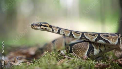 A large boa constrictor slowly raises its head up. Fat snake in the forest close-up.