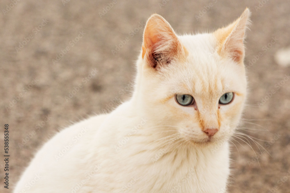 Gato blanco con ojos azules