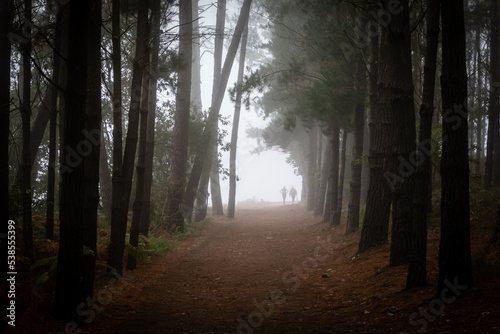 Santiago's road trail crossing the forest and the silhouette of two pilgrims in the background. From Portomarín to Palas de Rei, Lugo, Galicia, Spain. photo