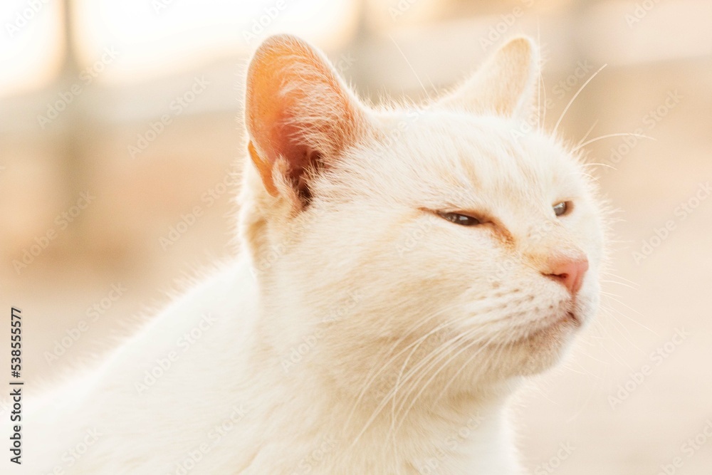 Gato blanco estirándose