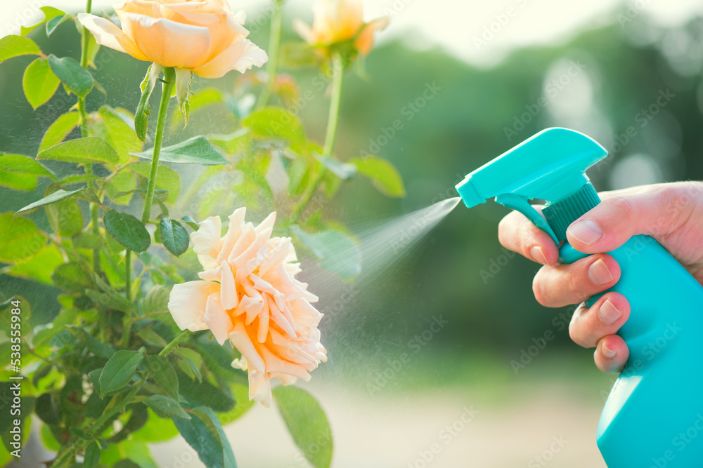 Person spraying yellow rose flower against pests and diseases with