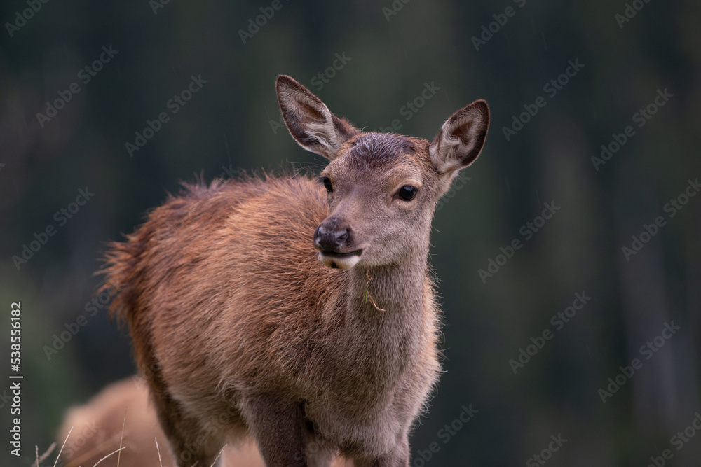 Fototapeta premium Junges Hirschkalb (Rotwild)