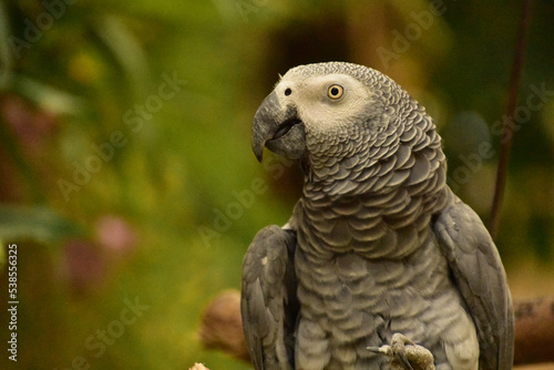 Profile of an African Grey Parrot with its Foot Raised