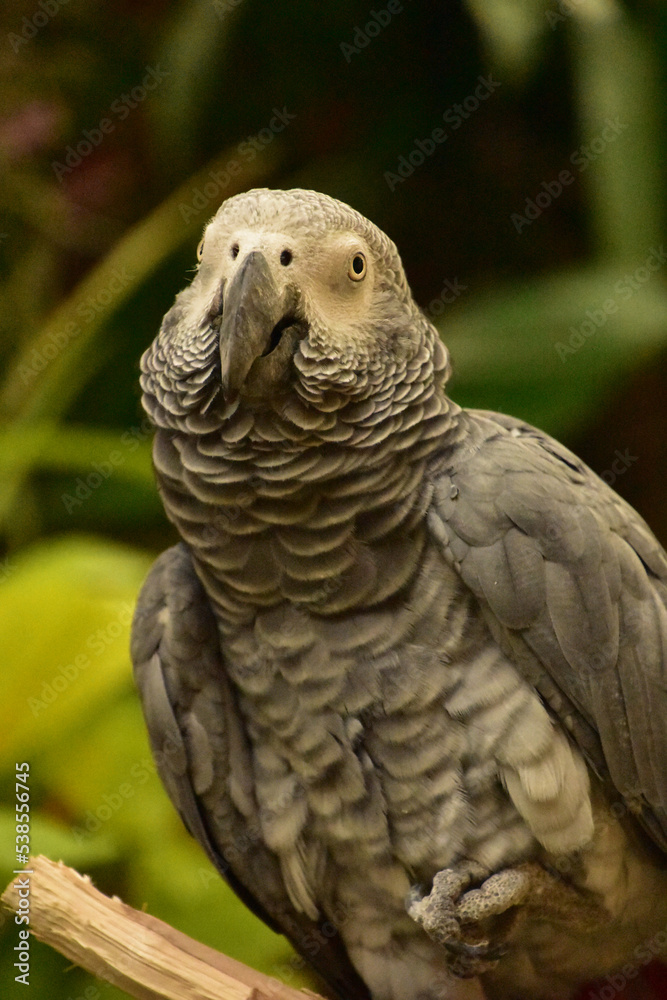 Ruffled Feathers on an African Grey Parrot Ruffled Feathers on an African Grey Parrot
