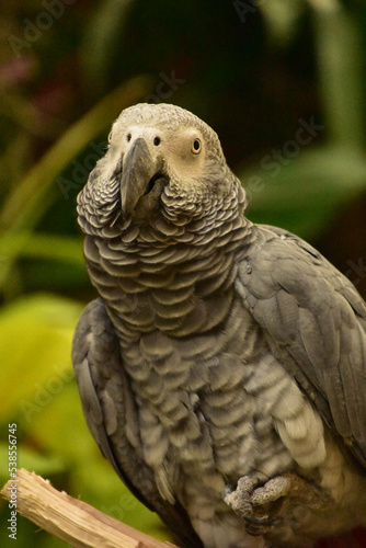 Ruffled Feathers on an African Grey Parrot