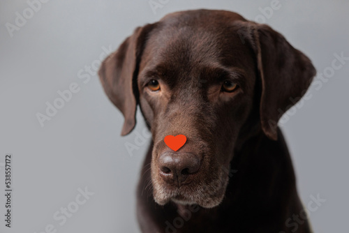 dog is a chocolate labrador retriever with hearts on his head and nose. valentine's day, date or birthday party. A beautiful Labrador dog, in love and joyful. feelings of love and infatuation