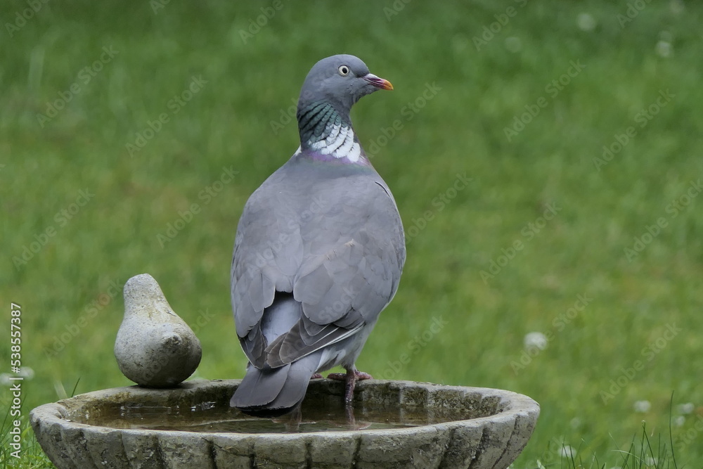 Obraz premium Vögel 03