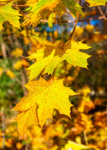 Yellow wedge leaves in the autumn park.
