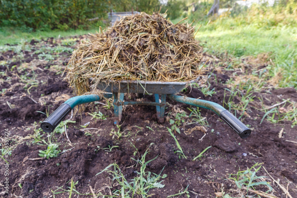 Fototapeta premium Wheelbarrow with cattle manure