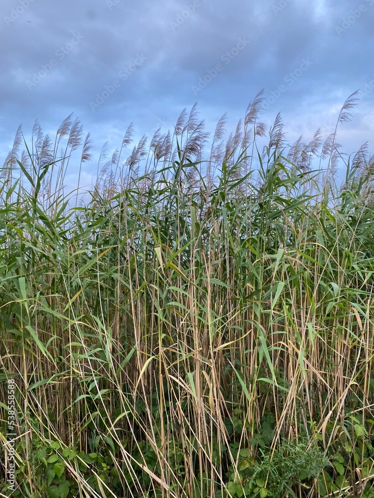 Fototapeta premium corn field against sky