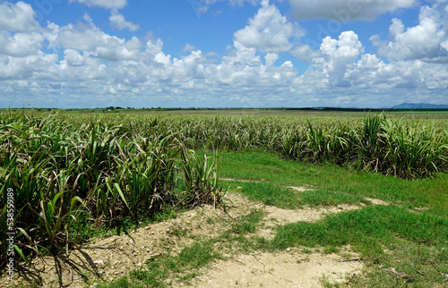 sugar cane fields in the dominican republic