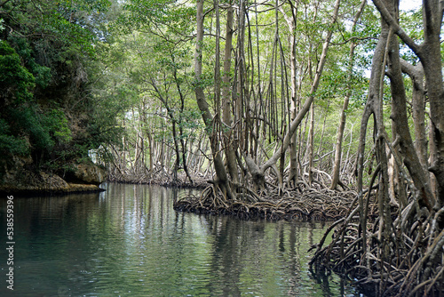huge los haitises mangrove forest © chriss73