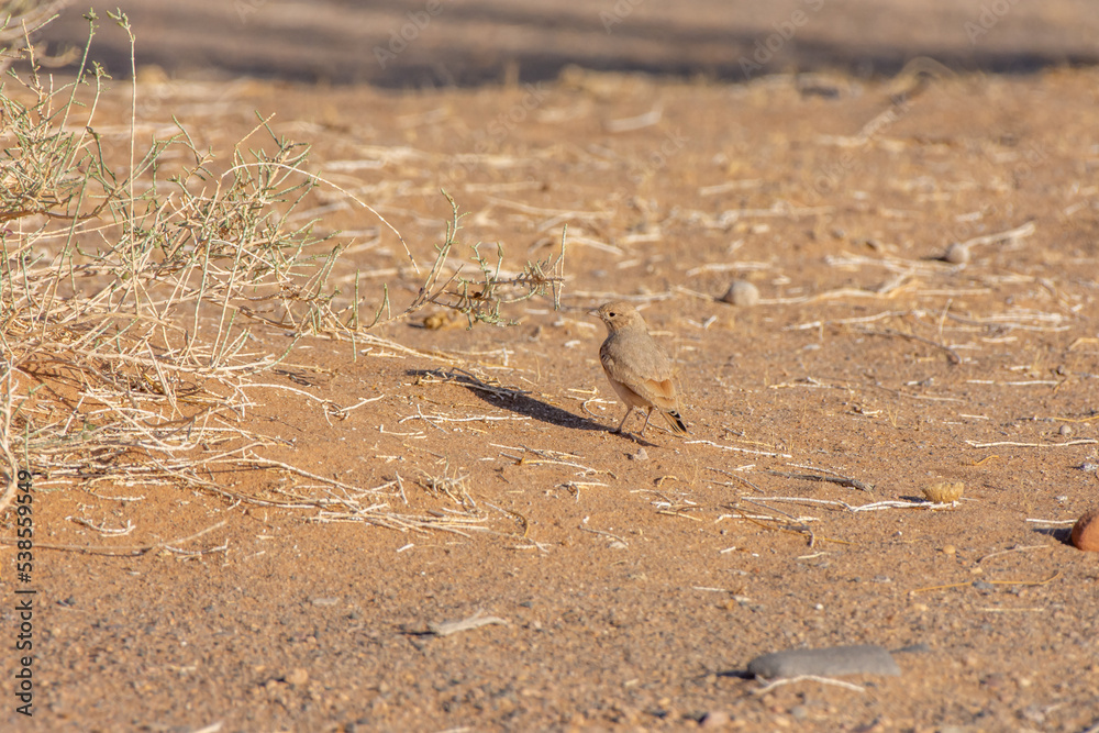 Desert Lark Desert Lark