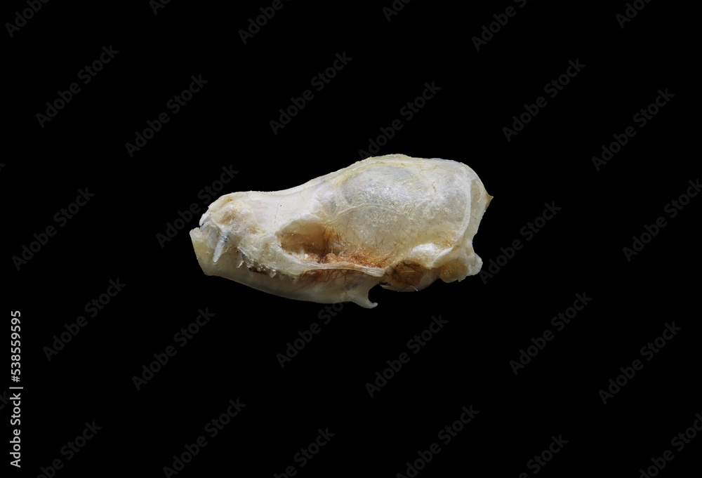 Skull of a common european bat or common pipistrelle bat (Pipistrellus pipistrellus) isolated in black. Front and side view of small bat, black background. Anatomy of a bat's skull, eye and teeth.