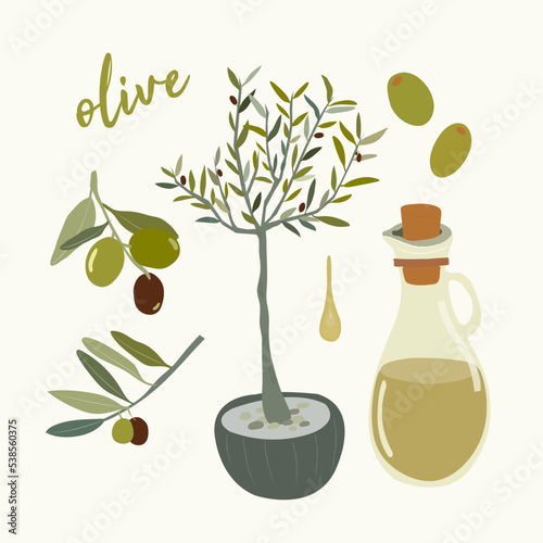 hand draw Olive Branch with leaf and olive oil vector
